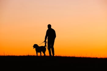doglessons