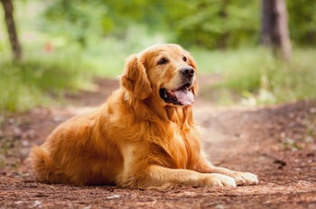 goldenretriever